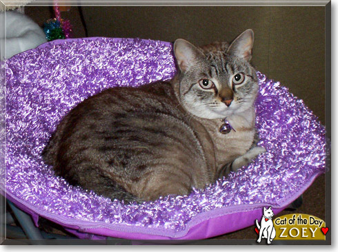 Zoey, the Cat of the Day