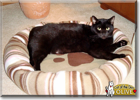 Olive, the Cat of the Day