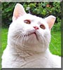 Snowball
