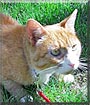 Sammy