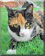 Smudge