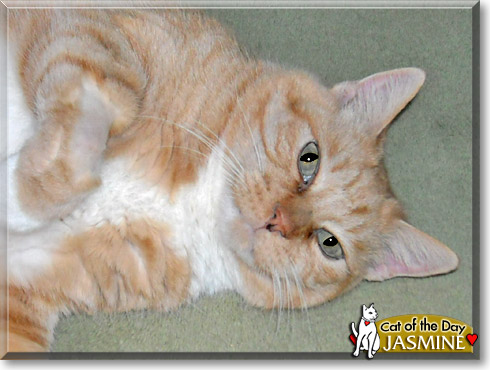 Jasmine, the Cat of the Day