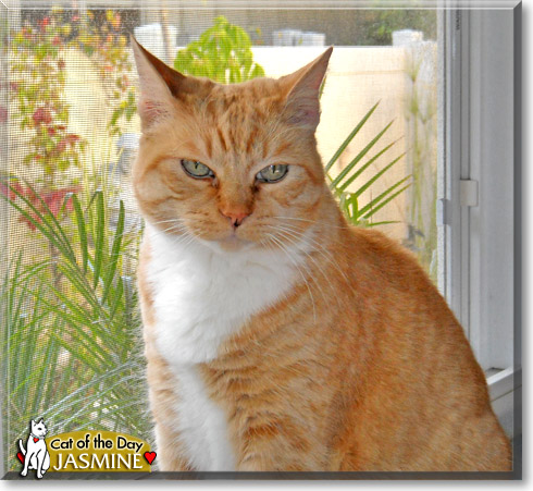 Jasmine, the Cat of the Day Jasmine, the Cat of the Day