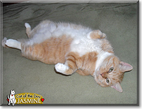 Jasmine, the Cat of the Day Jasmine, the Cat of the Day