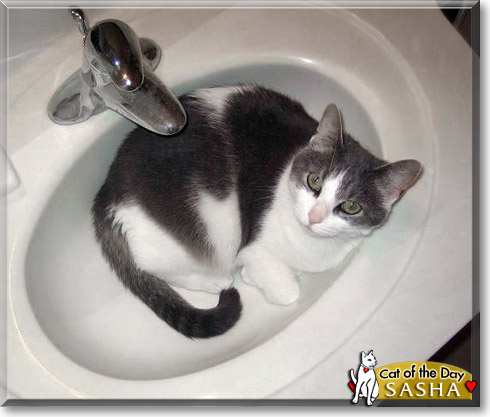 Sasha, the Cat of the Day