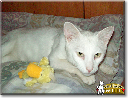 Willie, the Cat of the Day
