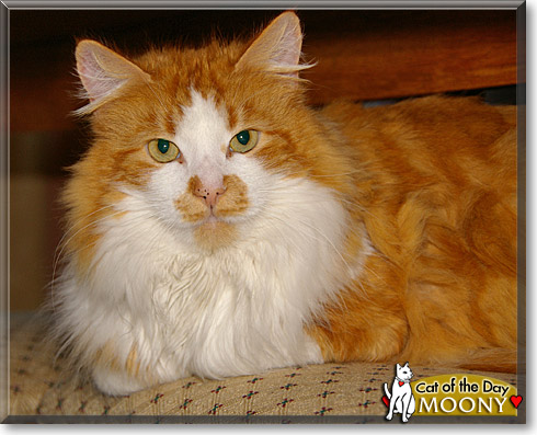Moony, the Cat of the Day