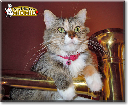 Cha Cha, the Cat of the Day