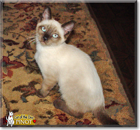 Pinot, the Cat of the Day