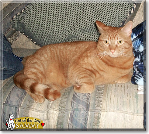 Sammy, the Cat of the Day Sammy, the Cat of the Day