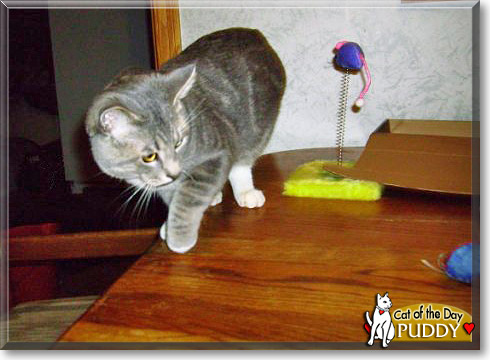 Puddy, the Cat of the Day