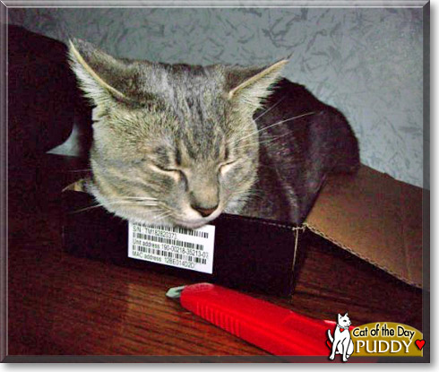Puddy, the Cat of the Day