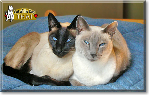 Thai, the Cat of the Day Thai, the Cat of the Day