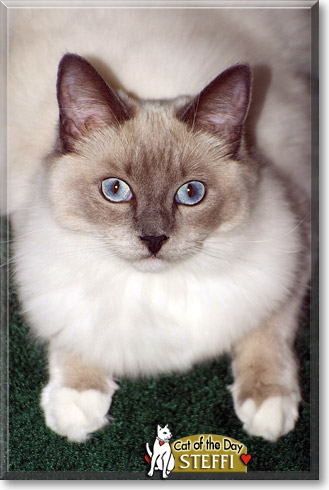 Steffi, the Cat of the Day