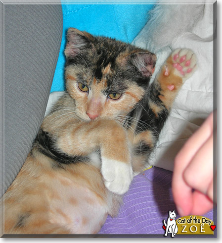 Zoë, the Cat of the Day
