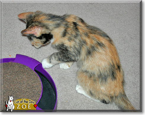 Zoë, the Cat of the Day