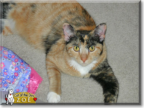 Zoë, the Cat of the Day