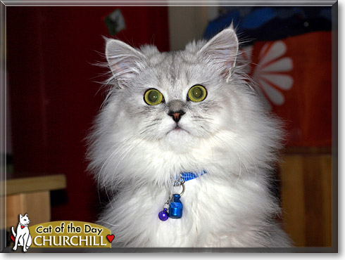 Churchill, the Cat of the Day Churchill, the Cat of the Day
