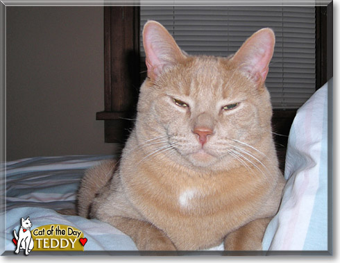 Teddy, the Cat of the Day
