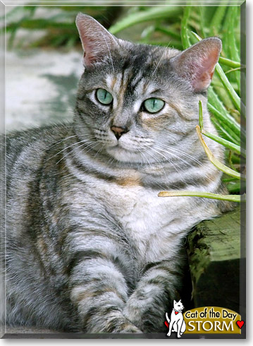 Storm, the Cat of the Day