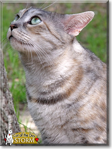 Storm, the Cat of the Day Storm, the Cat of the Day