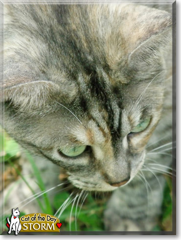 Storm, the Cat of the Day Storm, the Cat of the Day
