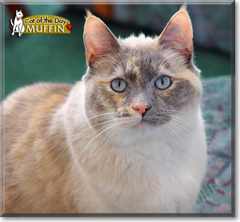 Muffin, the Cat of the Day