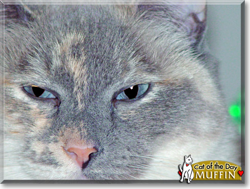 Muffin, the Cat of the Day Muffin, the Cat of the Day