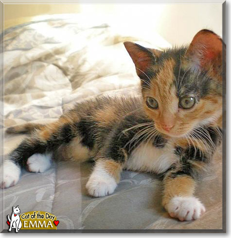 Emma, the Cat of the Day Emma, the Cat of the Day