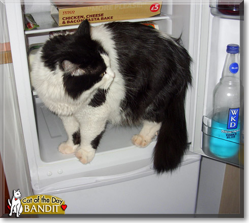 Bandit, the Cat of the Day
