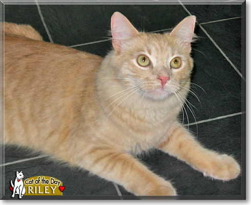 Riley, the Cat of the Day