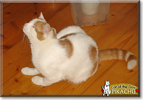 Pikachu, the Cat of the Day Pikachu, the Cat of the Day