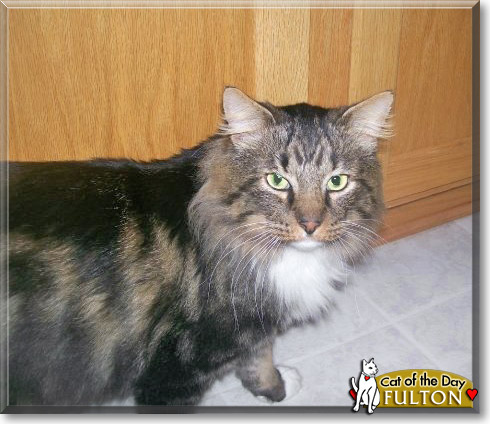 Fulton, the Cat of the Day Fulton, the Cat of the Day