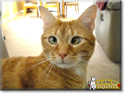Squints, the Cat of the Day