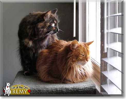 Remy, the Cat of the Day Remy, the Cat of the Day