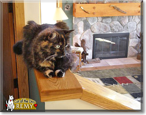 Remy, the Cat of the Day Remy, the Cat of the Day