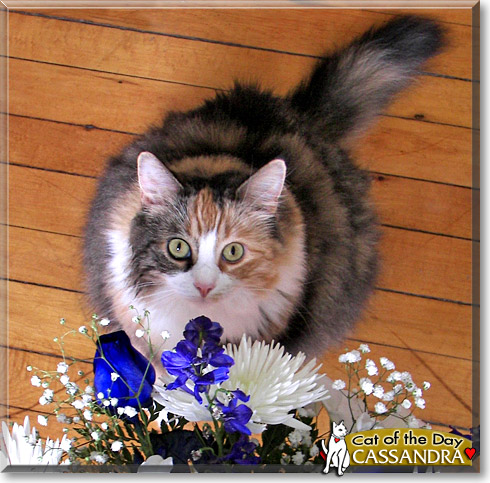 Cassandra, the Cat of the Day