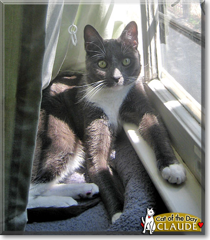 Claude, the Cat of the Day Claude, the Cat of the Day