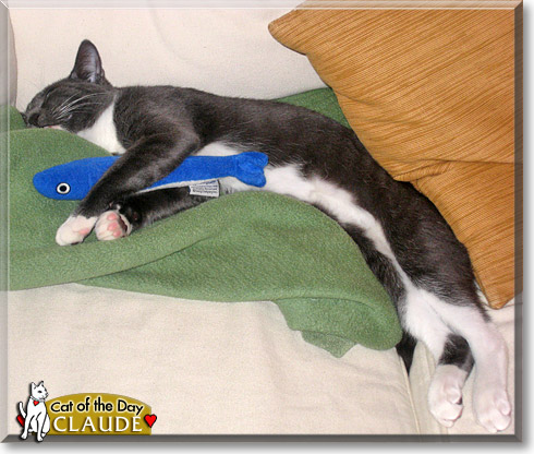 Claude, the Cat of the Day Claude, the Cat of the Day