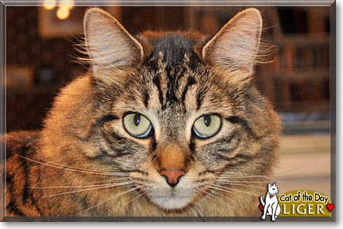 Liger, the Cat of the Day