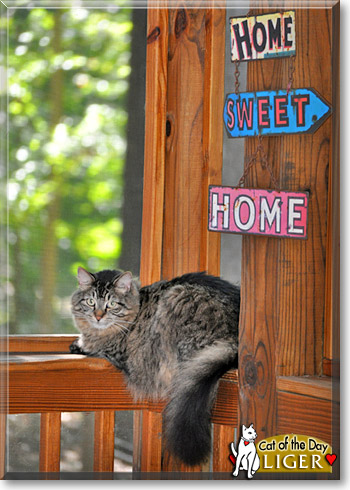Liger, the Cat of the Day