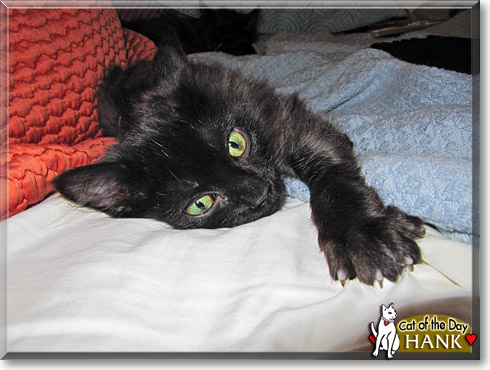 Hank, the Cat of the Day