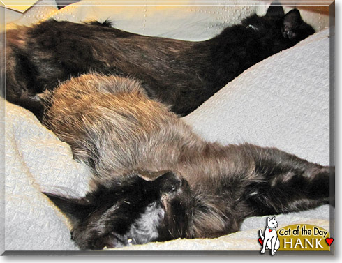 Hank, the Cat of the Day Hank, the Cat of the Day