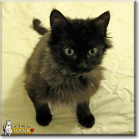 Hank, the Cat of the Day Hank, the Cat of the Day
