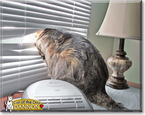Dannon, the Cat of the Day