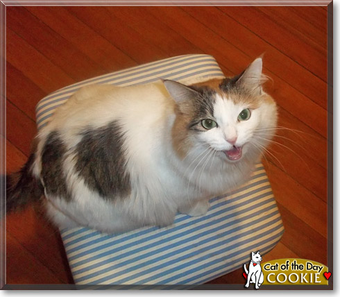 Cookie, the Cat of the Day