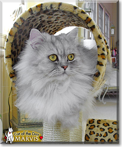 Marvis, the Cat of the Day