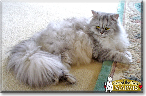 Marvis, the Cat of the Day