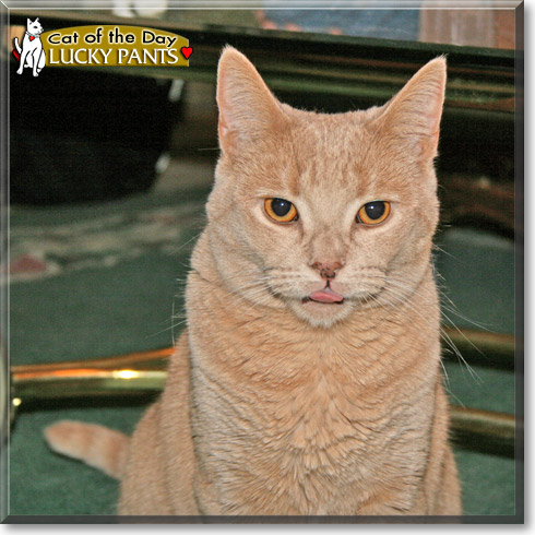 Lucky Pants, the Cat of the Day