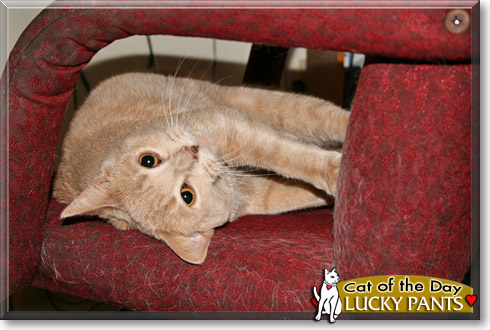 Lucky Pants, the Cat of the Day